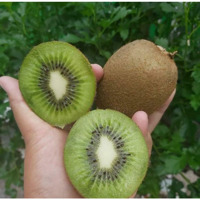 bibit buah kiwi hijau / green kiwi