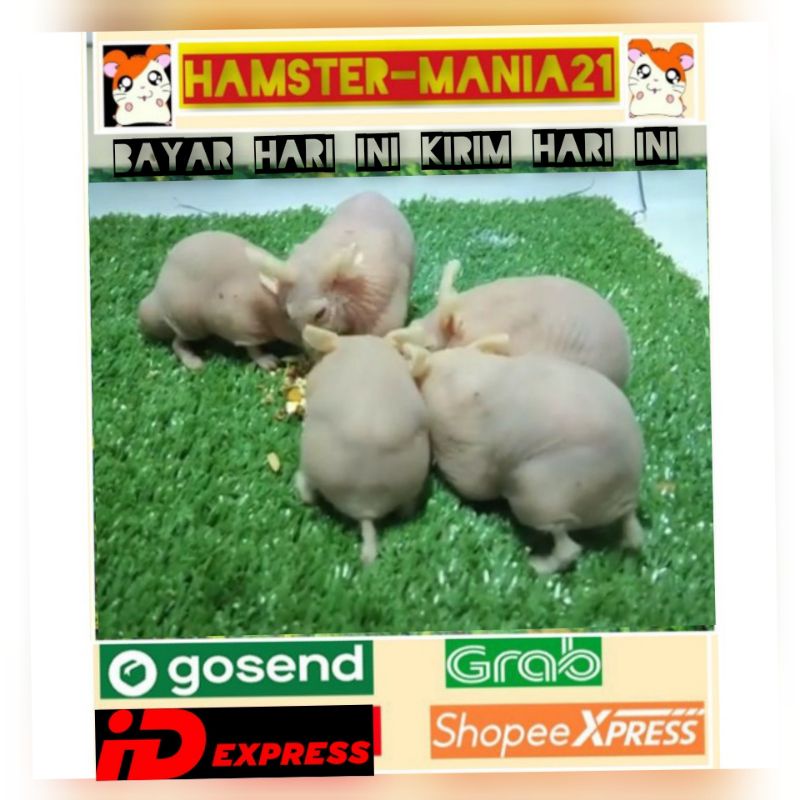 Hamster hair less (kirim pulau jawa)