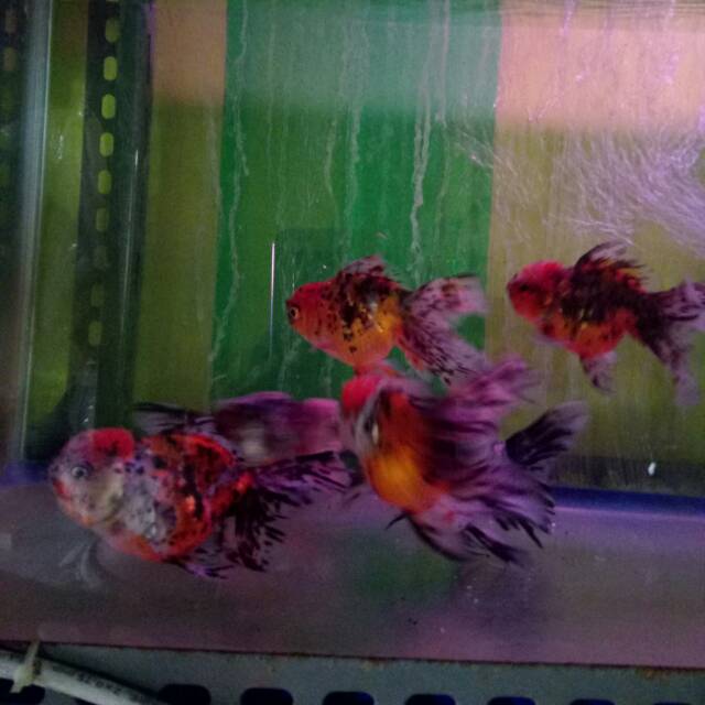 IKAN HIAS PILIHAN KOKI JUMBO INSTANT ONLY