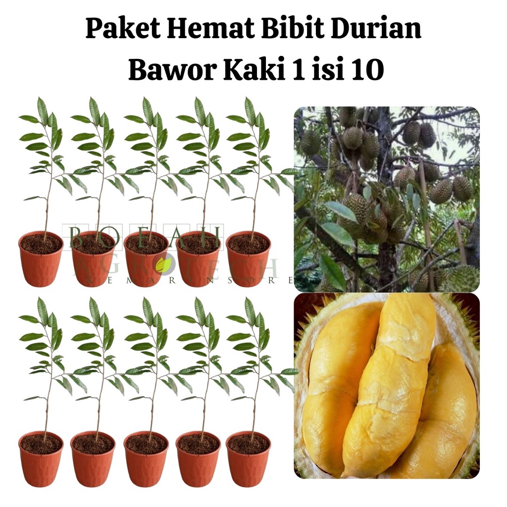 Paket Hemat Bibit Durian Bawor Kaki 1 Isi 10 Bonus Bibit Strawberry+Polibag