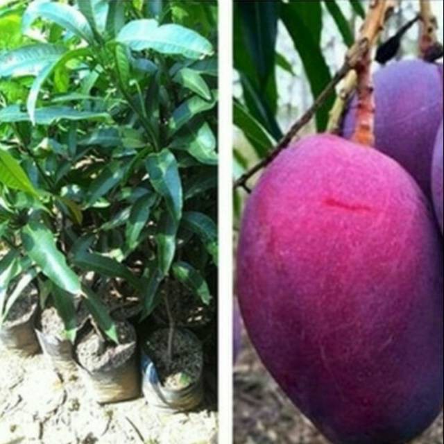 

Bibit mangga Afrika hasil stek okulasi cepat berbuah