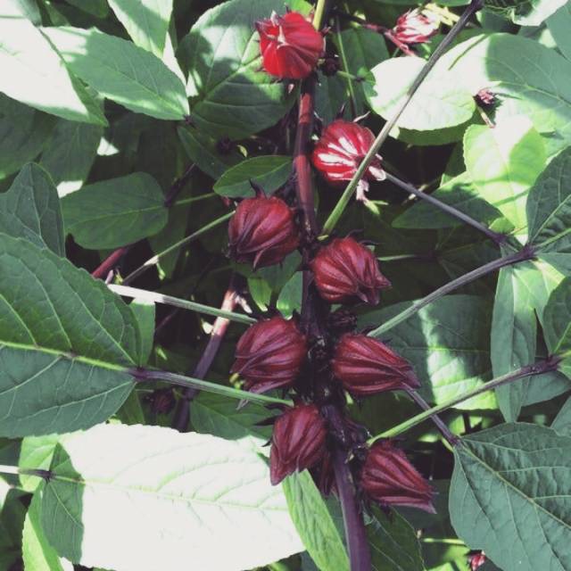

Bunga Rosella Ungu - Rosela Ungu (20 gram)
