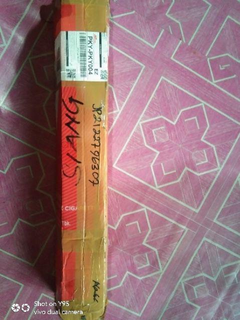 Promo 3 Bibit Alpukat Pluwang Aligator Dan Miki