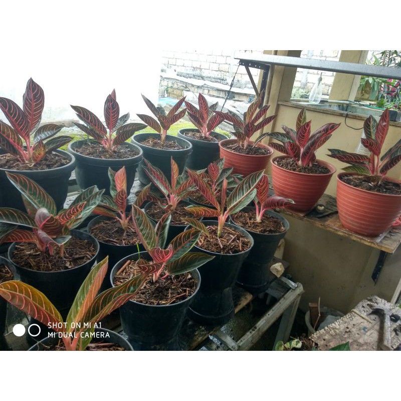 bibit..Red sumatera daun 1