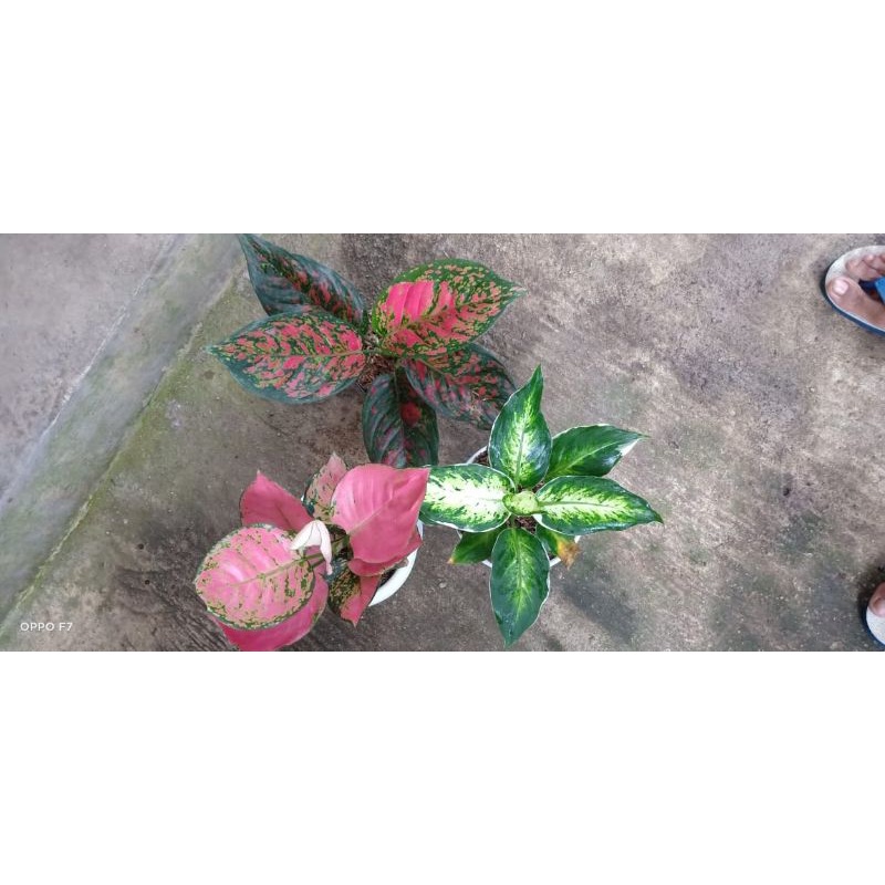paket 3 aglonema murah pink katrina,given candi,venus