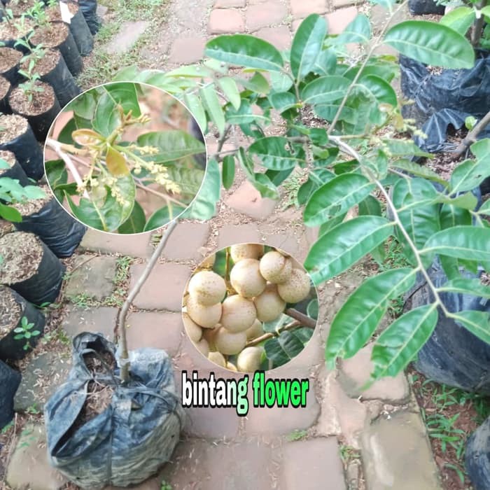 tanaman buah kelengkeng aroma durian  tanaman lengkeng aroma durian