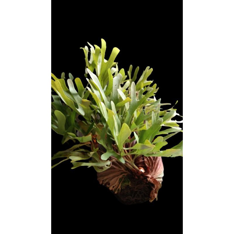 Platycerium Ridleyi Tanduk Rusa Shopee Indonesia