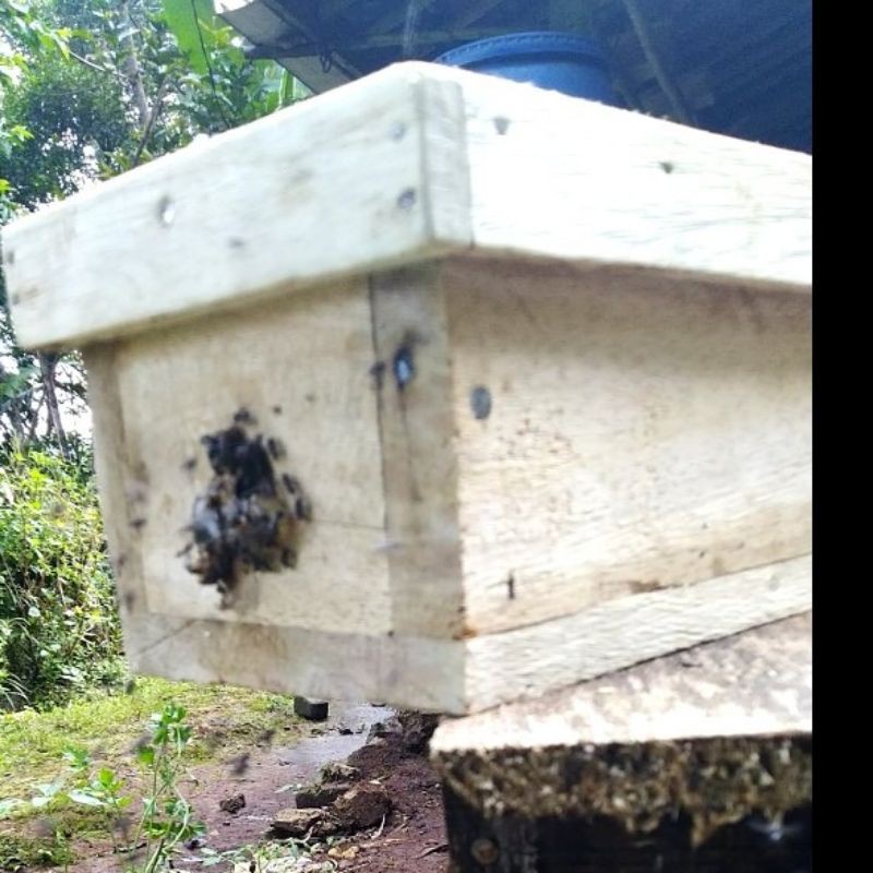 Bibit Lebah Trigona Leavicep Klanceng Kelulut 1 stup