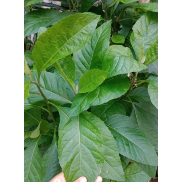 

Daun Afrika Segar 500 Grm