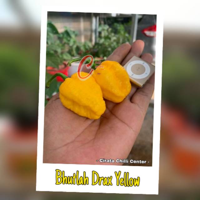 

Biji / Buah BHUTLAH DRAX YELLOW