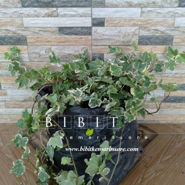 English Ivy Variegata/ Bibit Ivy Variegata Daun Rimbun/ Tanaman Gantung Ivy