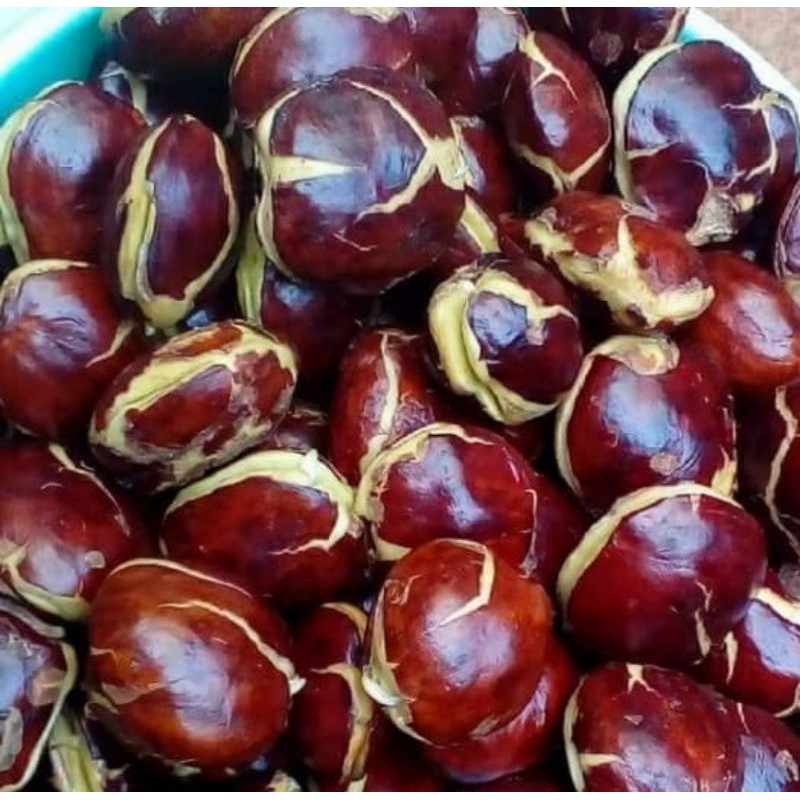 jengkol tua super 1kg