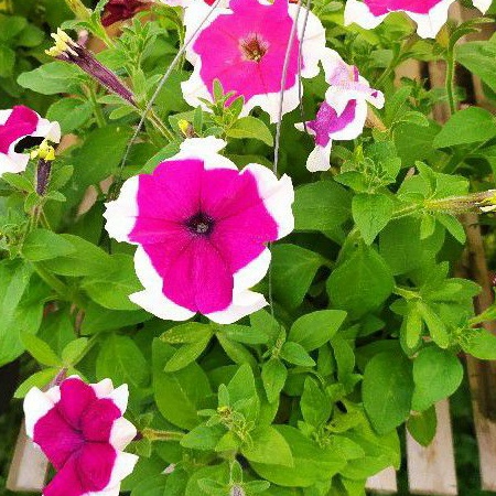 

petunia