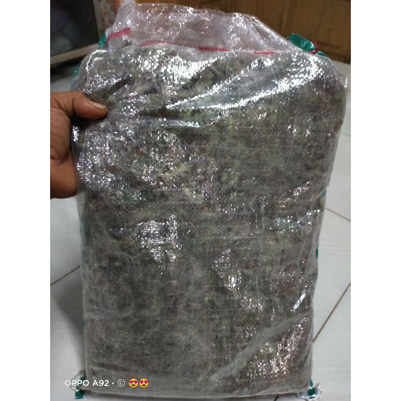 MEDIA TANAM LUMUT HIDUP MOSS FOREST KEMASAN 1 KARUNG