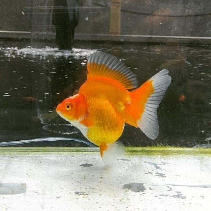 Ikan Mas Koki Ryukin 10-12CM (COD)