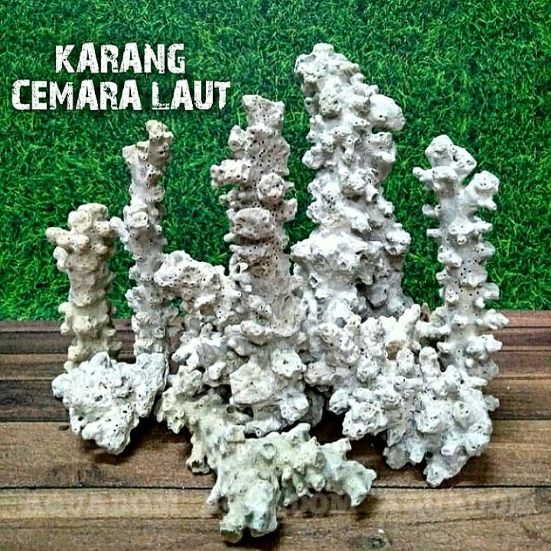 500 GRAM BATU KARANG TERUMBU CEMARA LAUT DEAD ROCK