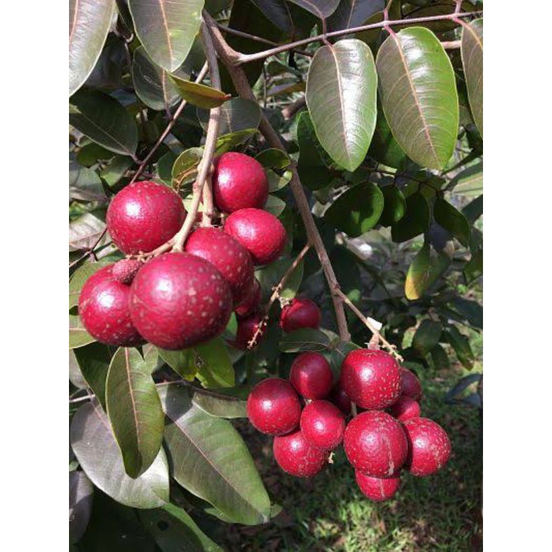 bibit kelengkeng merah unggulan