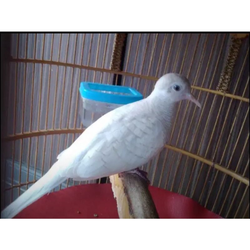 burung perkutut putih mata merah jantan