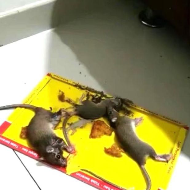 

lem tikus papan pagoda AP150