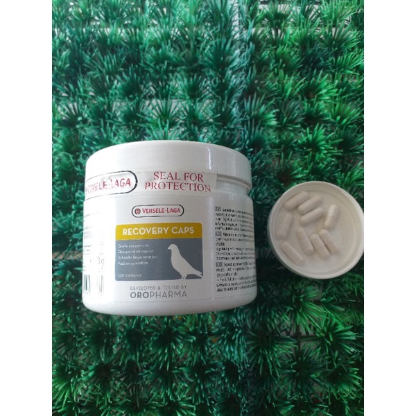 RECOVERY CAPS PEMULIHAN MERPATI BELGIA JUAL PER 10 BUTIR