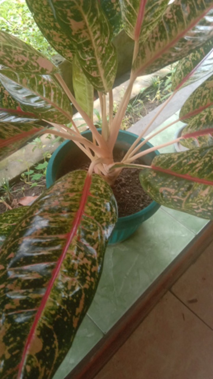 Dress Freya Batik Kids 2-5 Th S M L+bandana