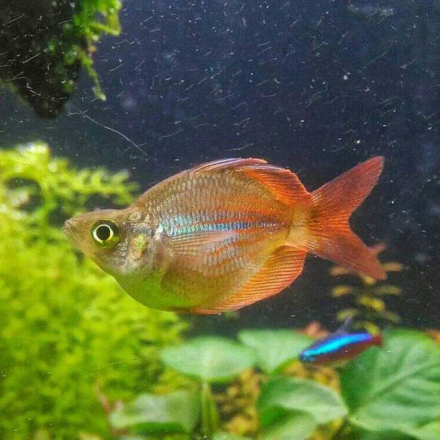 Ikan rainbow balon