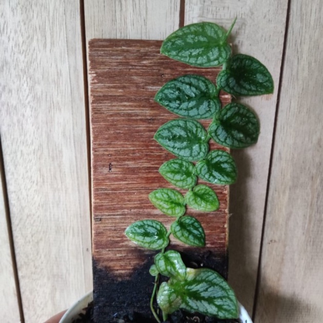 Dijual Tanaman Hias Monstera Dubia Murah