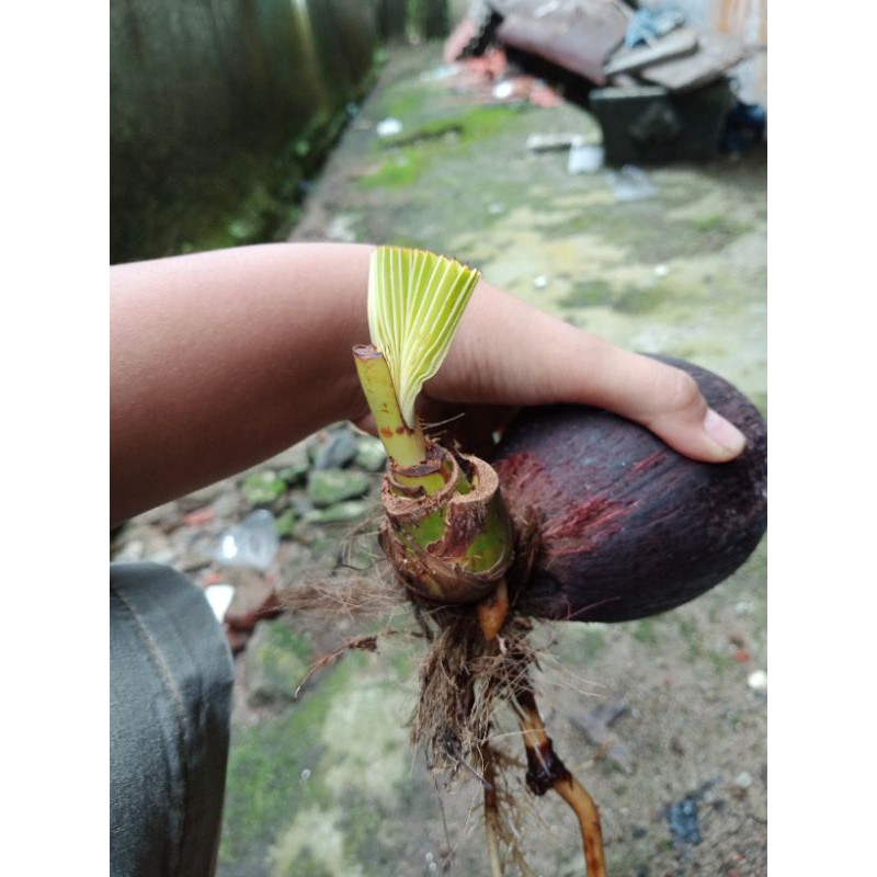 kelapa bahan bonsai setengah jadi