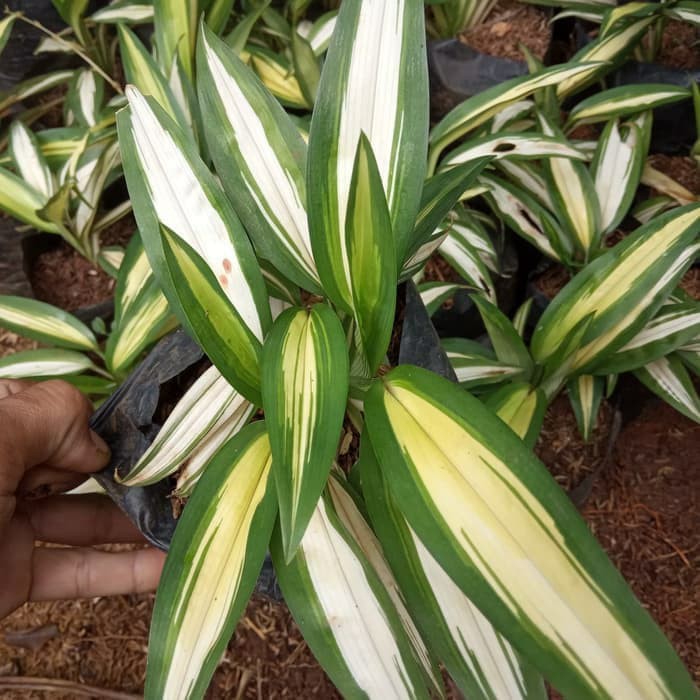 tanaman hias lily Paris hawai daun kuning - lili paris daun kuning    MURAH