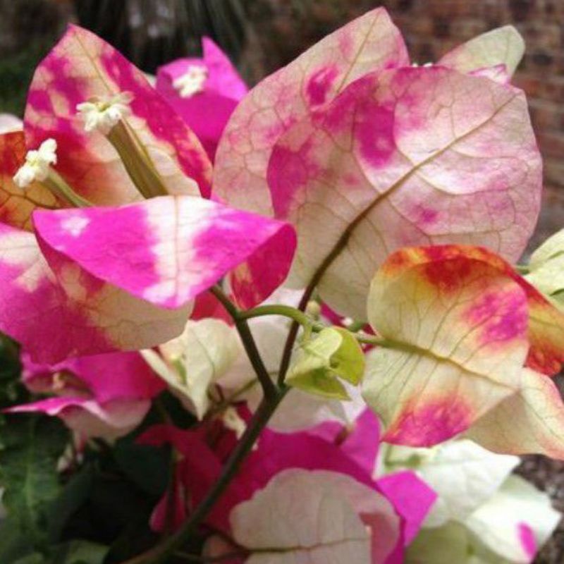 Bugenvil Citra India (bibit)