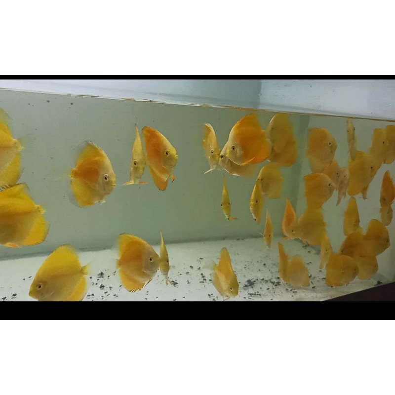 ikan discus/discus golden