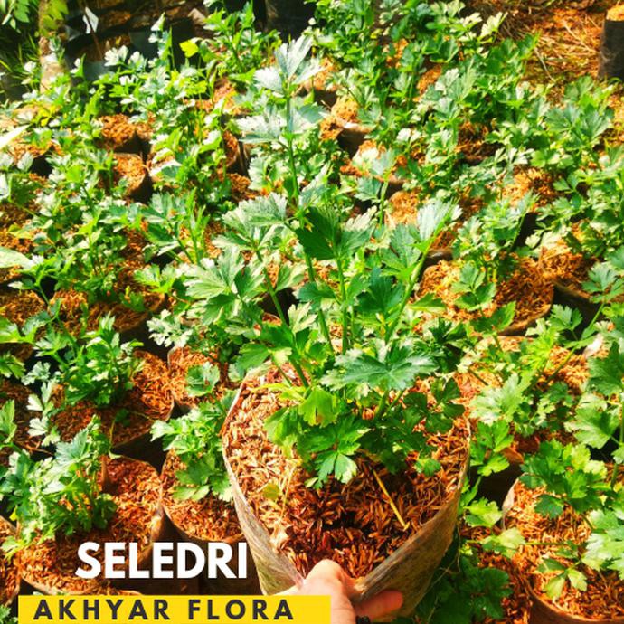 TANAMAN SELEDRI BIBIT SELEDRI DAUN SELEDRI TERBAIK