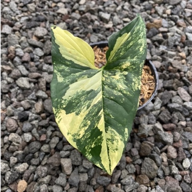 syngonium var yellow