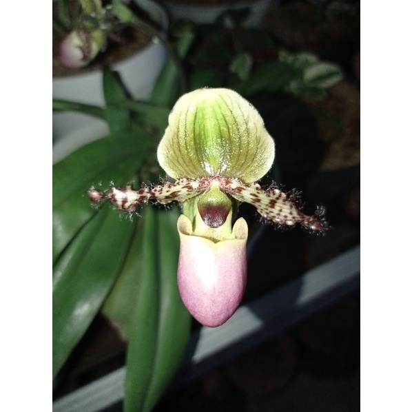 ANGGREK KANTUNG SEMAR