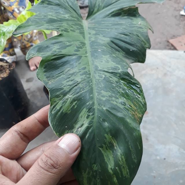 Tanaman Philodendron Dragon LIME fiddle
