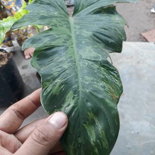 Tanaman Hias Philodendron Marble Varigata Shopee Indonesia