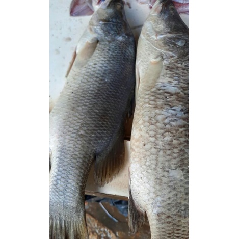 

ikan kakap hitam fresh 1kg