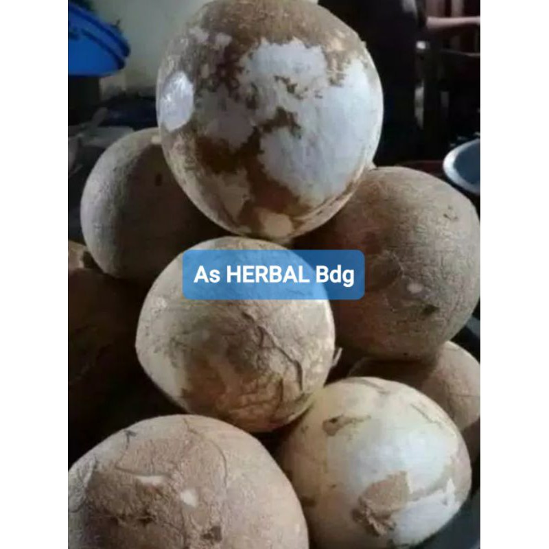 

Buah kelapa kupas siap parut / buah kelapa segar-az