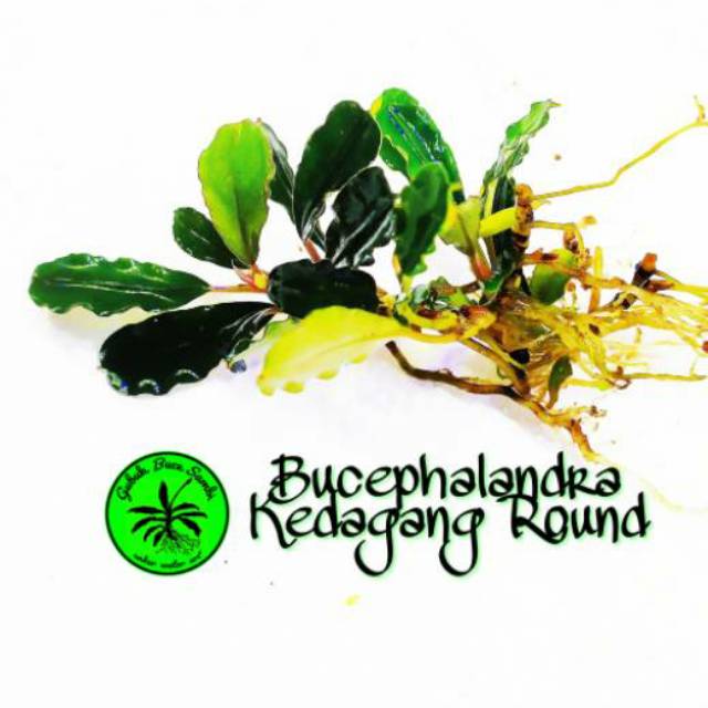 bucephalandra sp kedagang round