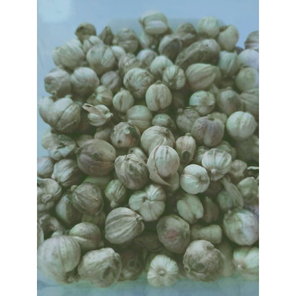 

100gr kapulaga/rempah jawa/asli