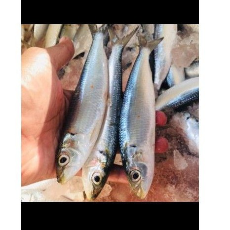 Ikan Sarden giling / Mackerel Utuh Giling Berat 1kg