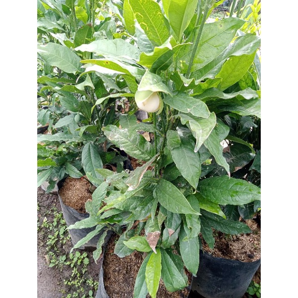 bunga cempaka putih sudah berbunga