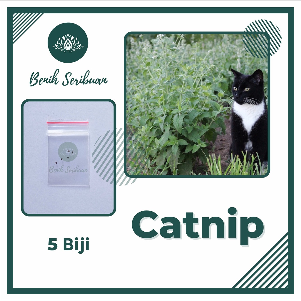 BS-BYL Benih Herbal Bibit Herb Herba Daun Mint Peppermint Lavender Basil Kale Kucai Coriander Parsley Alfalfa Grass-CATNIP KUCING