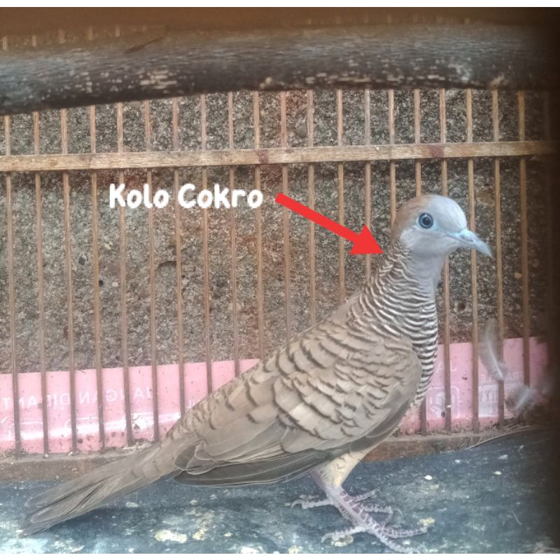 Burung perkutut lokal katuranggan kolo Cokro