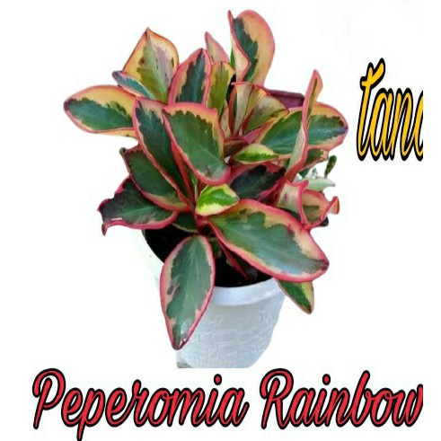 PAKET Hemat 4 JENIS TANAMAN HIAS PEPEROMIA Golden gate,Red edge,Peperomia rainbow,Water melon