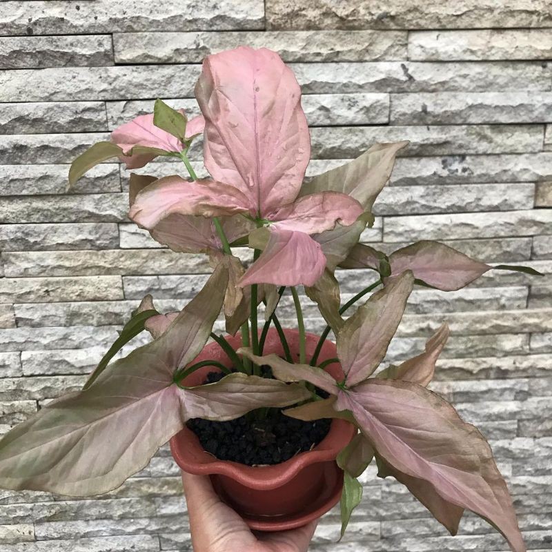 Tanaman hias sygonium Pink-sygonium pink murah