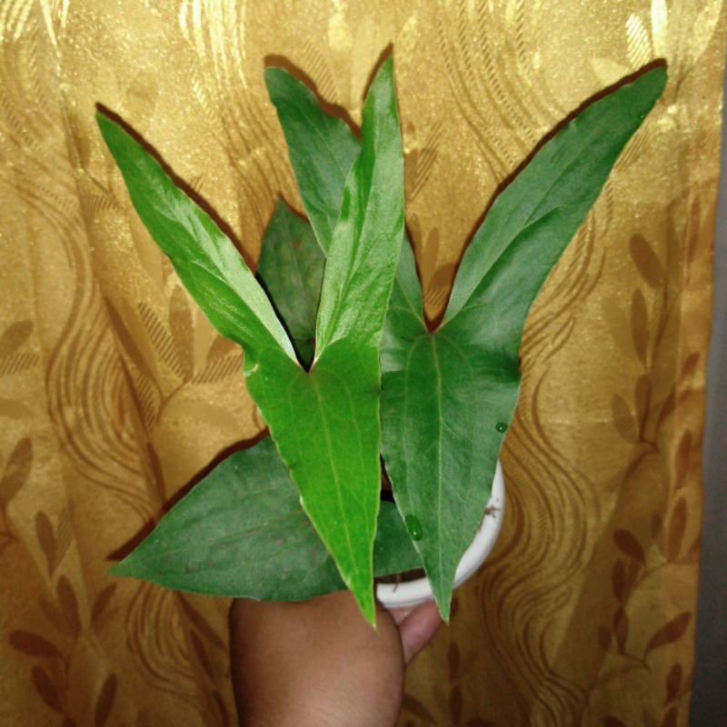 Cyrtosperma hambalii / hambali