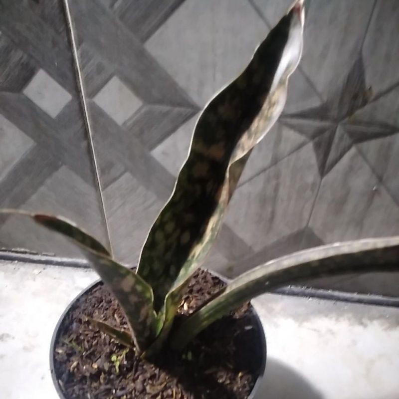 Sansevieria Kirkii Brown Copertoon