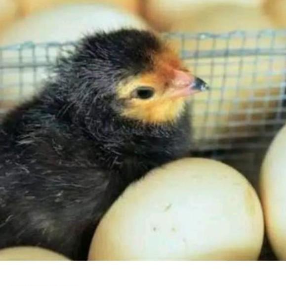 

[PROMO DD042] telur ayam bangkok fertil asli petarung per 1 butir Paling Popular