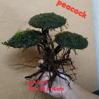 Akar Kayu Pohon Bonsai Moss Pelia Dan Spiky Tanaman Aquascape